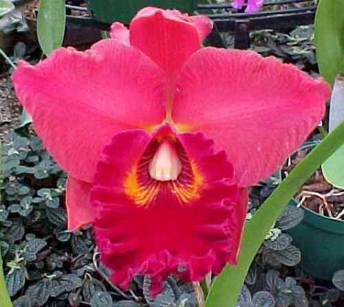 Potinara Red Crab 'Uncle Wang'